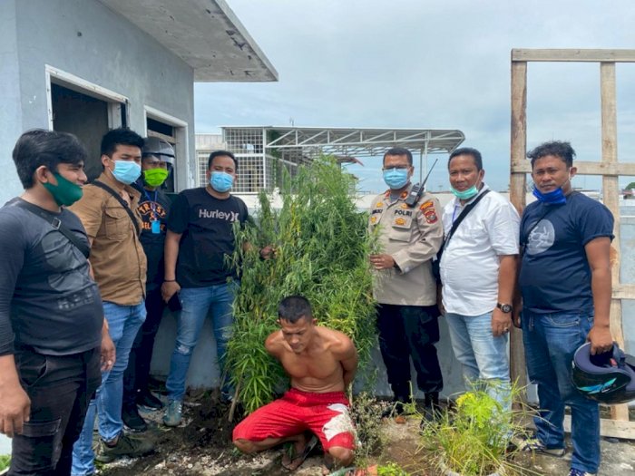 Tanam Ganja di Atas Rumah, Lima Orang Digerebek di Medan 