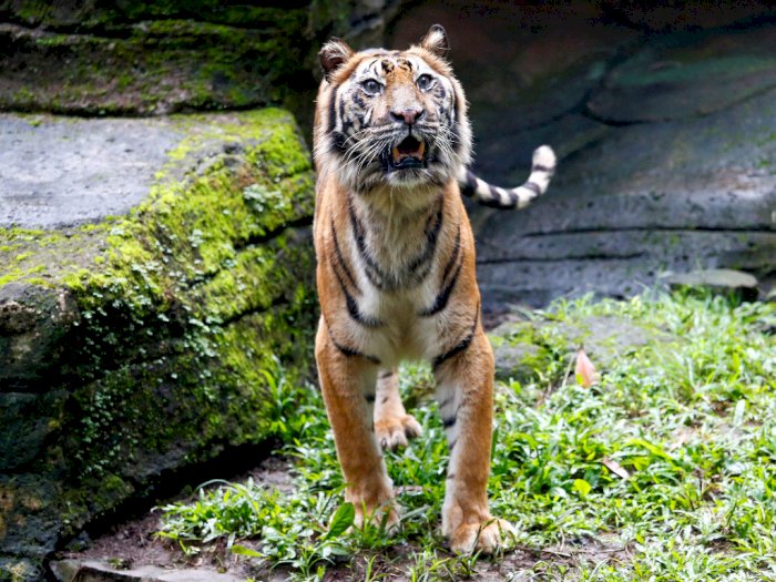 Skenario Terburuk Akibat Corona, Kebun Binatang Bandung Jadikan Rusa Opsi Pakan Harimau