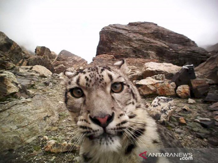 Saat 'Lockdown', Macan Tutul Salju Muncul Dekat Kota di Kazakhstan