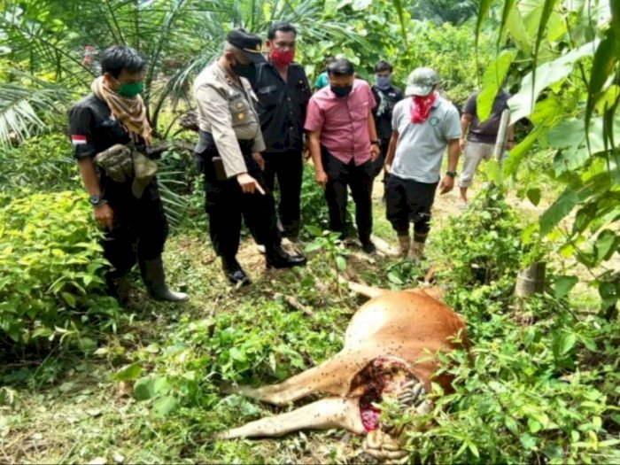 Harimau Sumatera Kembali Mangsa Ternak Warga di Bahorok Langkat