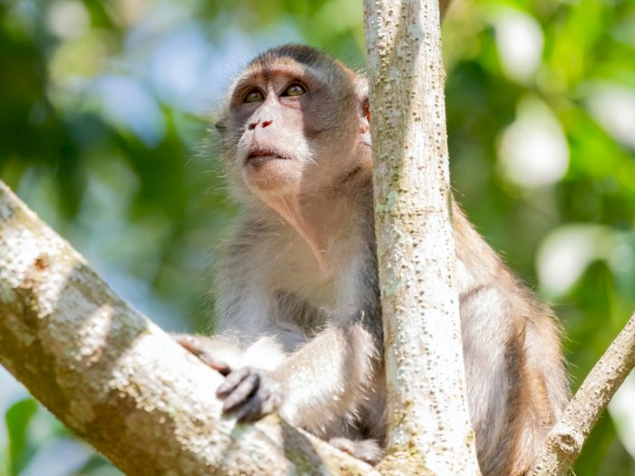 Monyet di India Larikan Sampel Darah Pasien COVID-19, Kok Bisa?