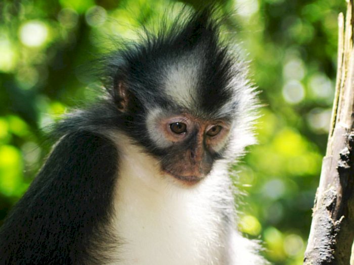 Sudah Tahu yang Namanya Monyet Kedih? Primata Asli dari Sumatera