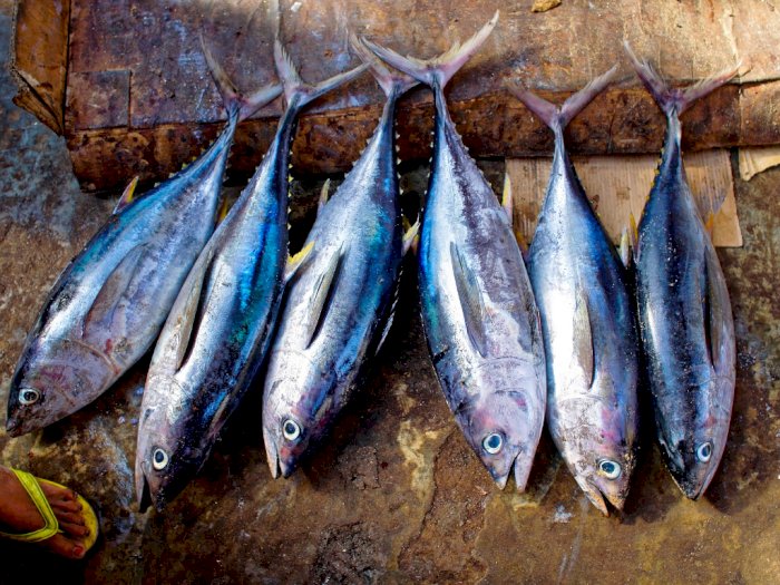 Tips Memilih Ikan Segar dan Berkualitas