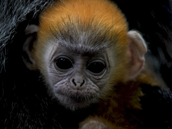 Potret Remon, Bayi Lutung yang Baru Lahir di Bandung Zoo