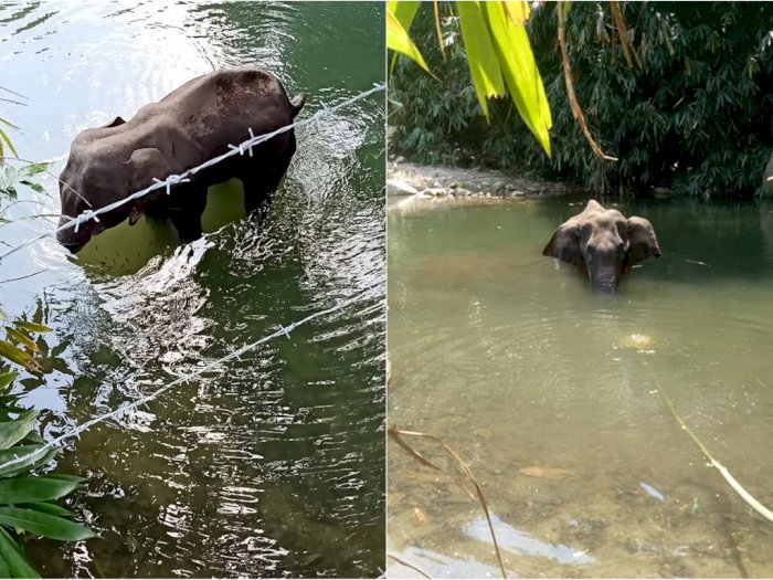 Tega! Gajah Hamil Ini Mati Berdiri Setelah Makan Nanas yang Diisi Petasan