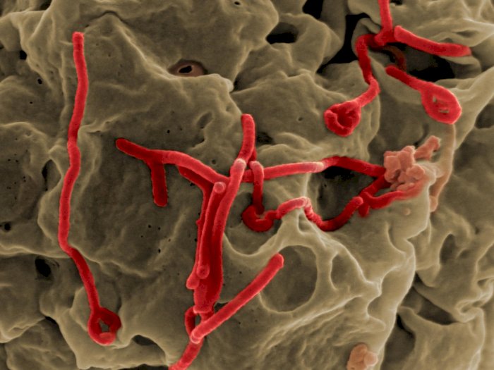 Virus Corona vs Virus Ebola, Lebih Ganas Mana?