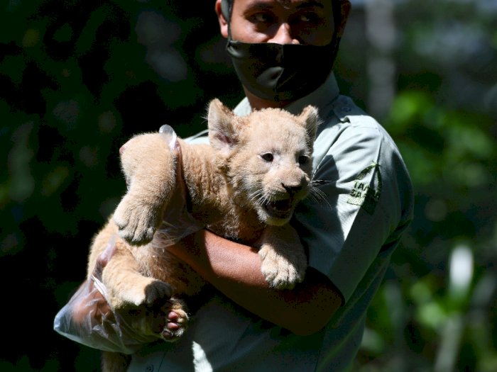 FOTO: Lucunya Bayi Singa Putih yang Lahir di Tengah Pandemi Covid-19