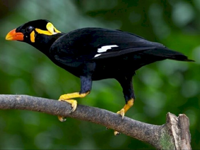 Inilah Beo Nias, Si Burung Pintar Khas Sumatera Utara