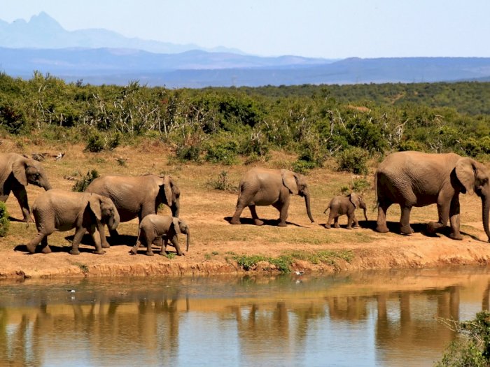 Pemandangan Safari Jadi Background Favorit di Aplikasi Zoom