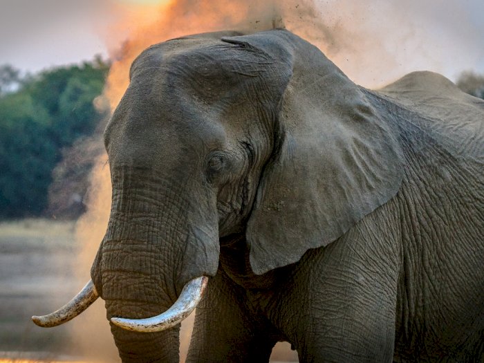 KLHK Ringkus Warga Garut yang Miliki Pipa Rokok dari Gading Gajah Sumatera