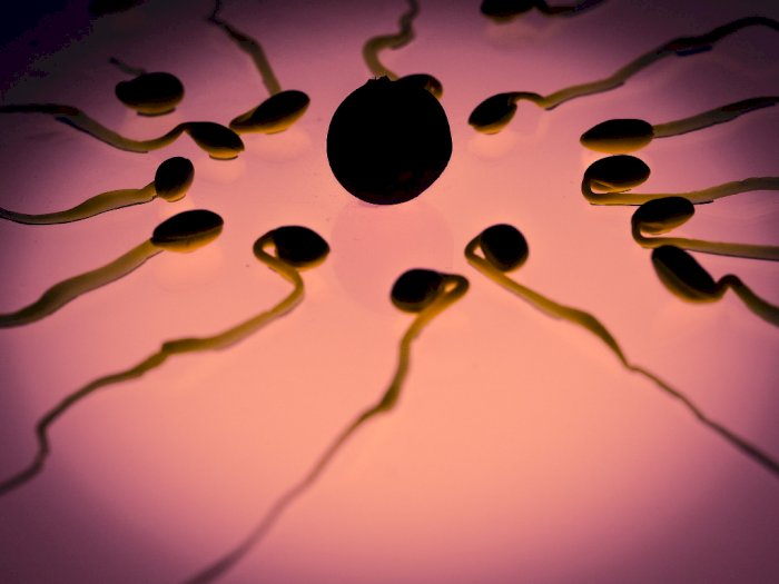 Kebiasaan Sehari-hari yang Bisa Membuat Jumlah Sperma Menurun