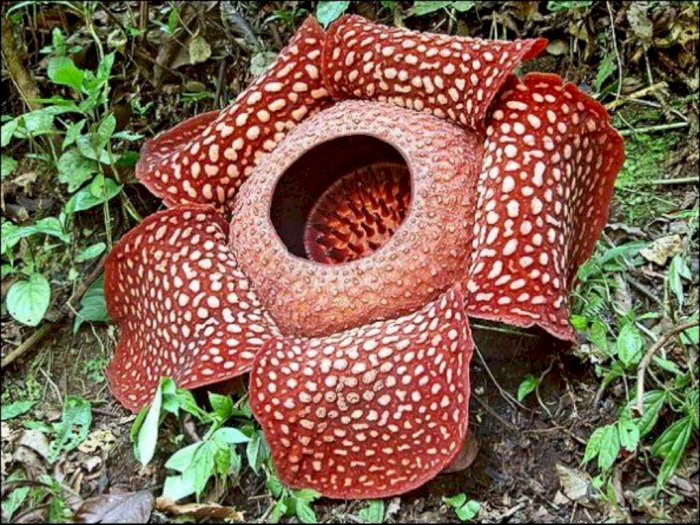 Kecantikan Alam Sumatera Berhias Bunga Raksasa Rafflesia Arnoldi