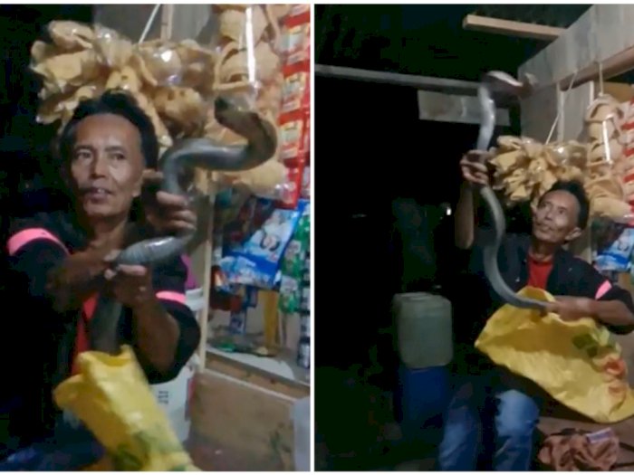 Dijuluki Pawang Ular, Pria Ini Tampak Biasa-biasa Saja Tunjukkan King Cobra dari Goninya