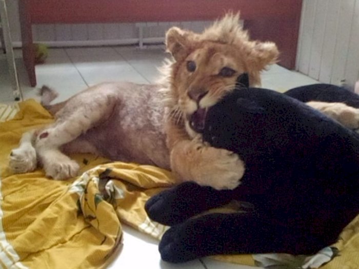 Tega! Agar Diam Layani Selfie Turis, Kaki Anak Singa Ini Dipatahkan dan Disiksa