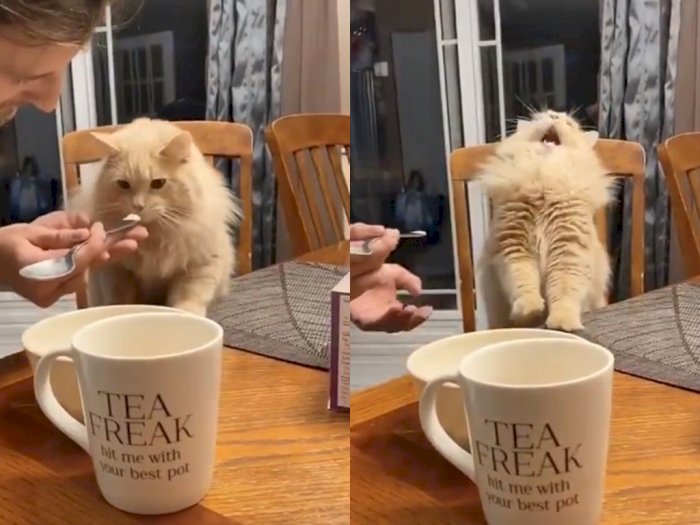 Baru Pertama Kali Makan Es Krim, Reaksi Kucing Ini Bikin Netizen Gemas!
