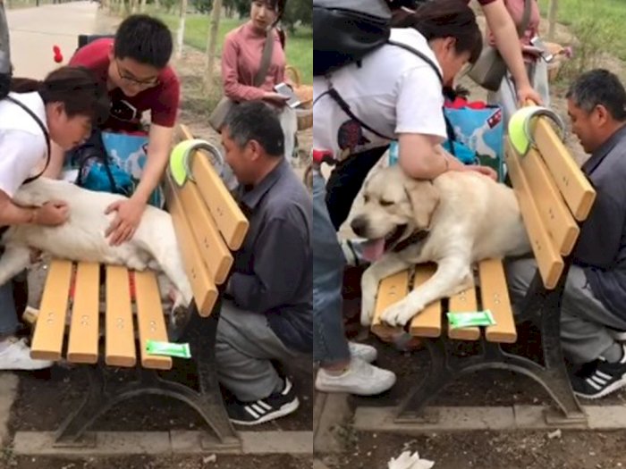 Mantan Anjing Polisi Ini Kejepit Bangku Taman Gegara Kegemukan