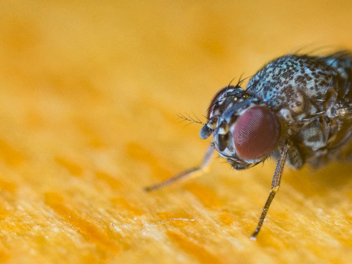 Makanan Dihinggapi Lalat Apa Masih Boleh untuk Dimakan?