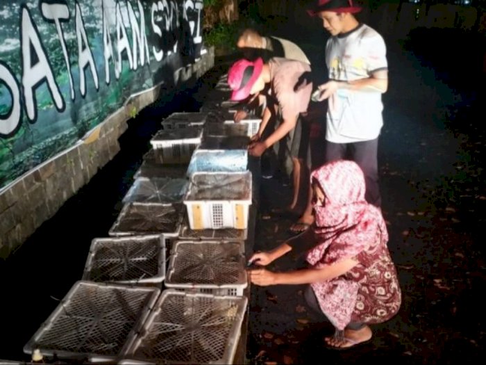 300 Ekor Burung Gelatik Dilepasliarkan BBKSDA Sumut ke Sibolangit