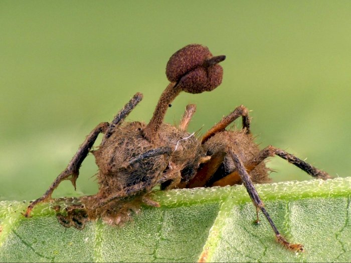 Jamur Cordyceps, Ambil Alih Tubuh Serangga Hingga Menjadi Zombie
