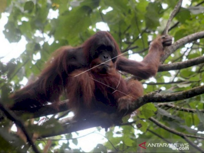 Orangutan Sumatera Mendadak Muncul di Kawasan Hutan Karo