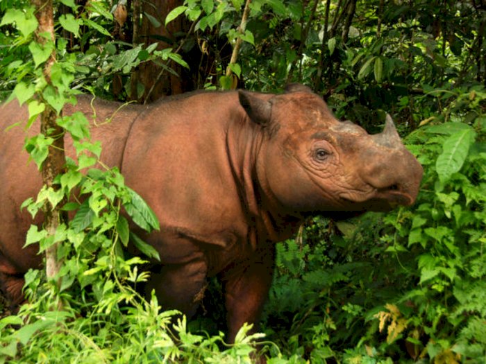 Ini Dia Badak Sumatera, Megafauna yang Populasinya Langka