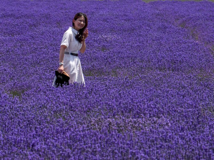 FOTO: Menikmati Keindahan Ladang Lavender di Tiongkok