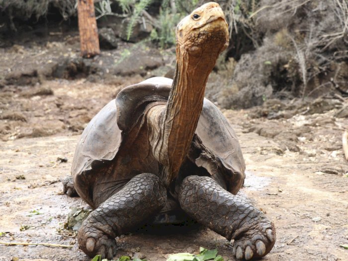Diego, Kura-kura Tua Berusia Seabad Itu Dipulangkan ke Galapagos