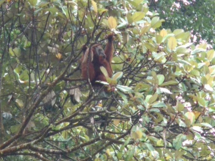 Kekurangan Makanan Diduga Jadi Penyebab Kemunculan Orangutan Sumatera di Area Hutan Karo