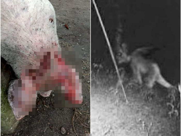 Cerita Warga yang Ternaknya Mati Dimangsa Makhluk Misterius di Taput, Babi Juga Mati  