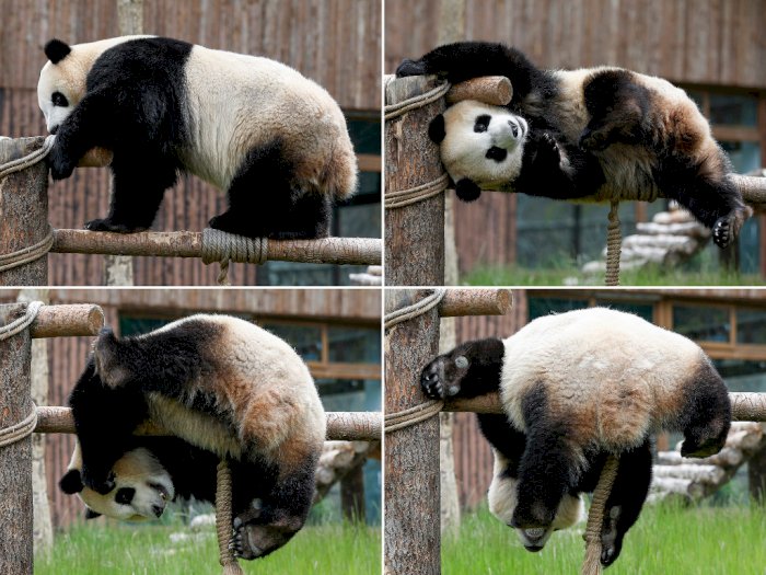 FOTO: Lucunya Panda Raksasa saat Menyapa Pengunjung di Sichuan, Tiongkok