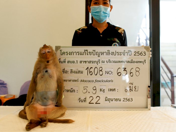 Jarang Dikunjungi Wisatawan, Monyet di Thailand Makin Ganas dan Terpaksa Disterilisasi