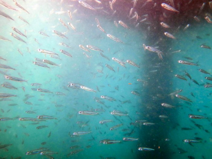 Ikan Teri, Ikan-ikan Kecil yang Hidup Bergerombol di Pinggir Samudera
