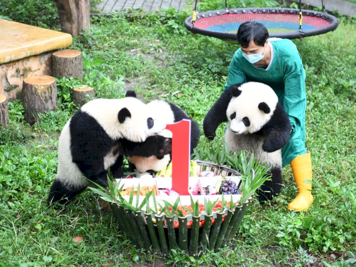 FOTO: Pesta Ulang Tahun Empat Ekor Panda di Tiongkok