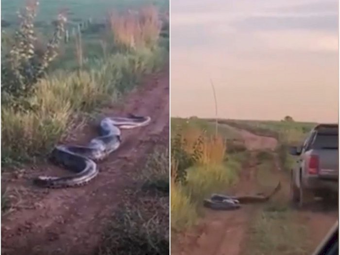 Video: Momen Menegangkan Saat Ular Anaconda Raksasa Serang Turis yang Ingin Melintas 