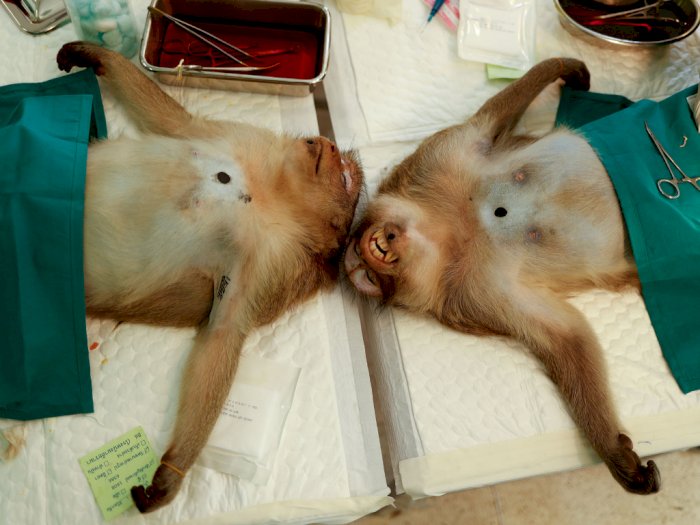 FOTO: Mengintip Proses Sterilisasi Kera di Thailand