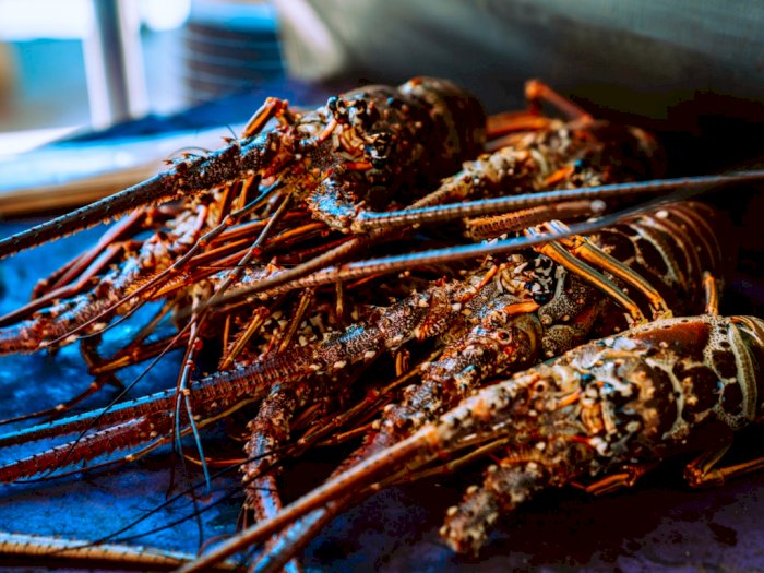 Trump Lindungi Industri Lobster AS, Ekpor Benih Lobster Indonesia Setara Mendoan, Ironis!