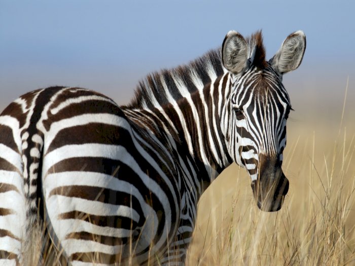 Ternyata Inilah Fungsi Motif Hitam Putih pada Tubuh Zebra