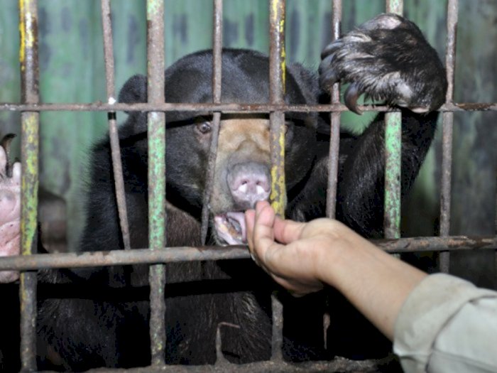 Mulai 1 Juli 2020 Medan Zoo Kembali Buka, Pengelola Semprot Disinfektan