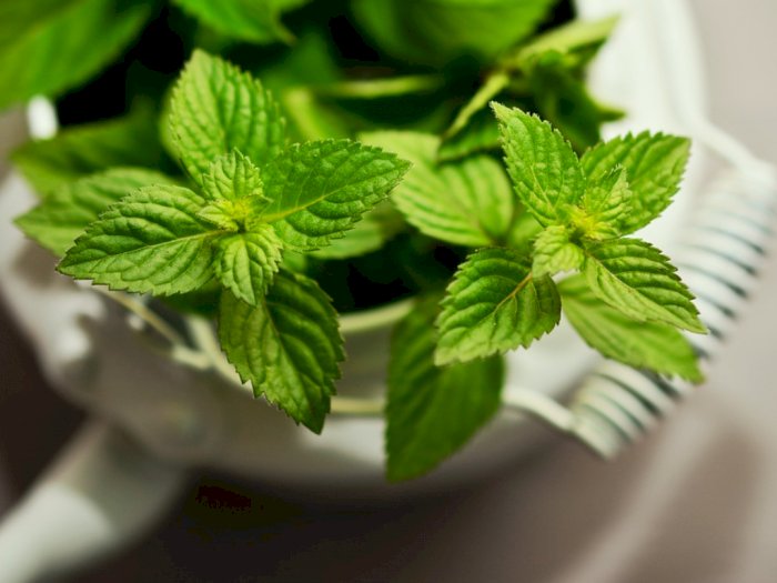 Daun Mint, Herbal yang Beri Sensasi Dingin saat Dikonsumsi