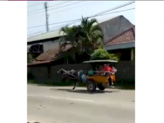 Kuda Lepas Kendali di Jalan Raya, Lari Kencang Nyaris Nabrak Truk Bikin Deg-degan