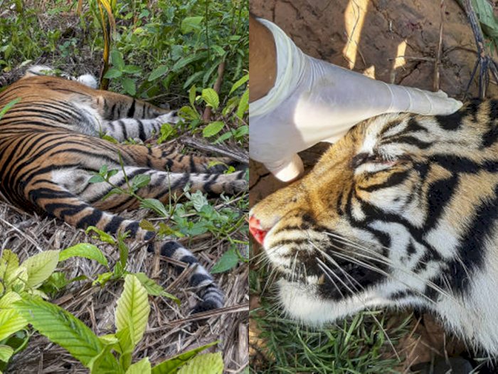 Harimau Sumatera Mati Diracun Usai Habitatnya 'Disulap' Jadi Kebun Sawit, Populasi Menipis