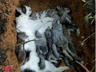 Viral Foto Induk Kucing dan 4 Anaknya Mati Diracun, Cuma Minta Sisa Makanan