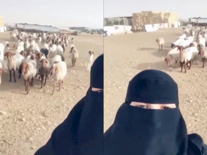 Video Viral! Domba-domba Beri Respon Saat Wanita ini Bersuara