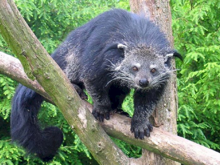 'Kucing Beruang' Diduga Jadi Dalang Penghisap Darah Hewan Ternak Warga di Tapanuli Utara