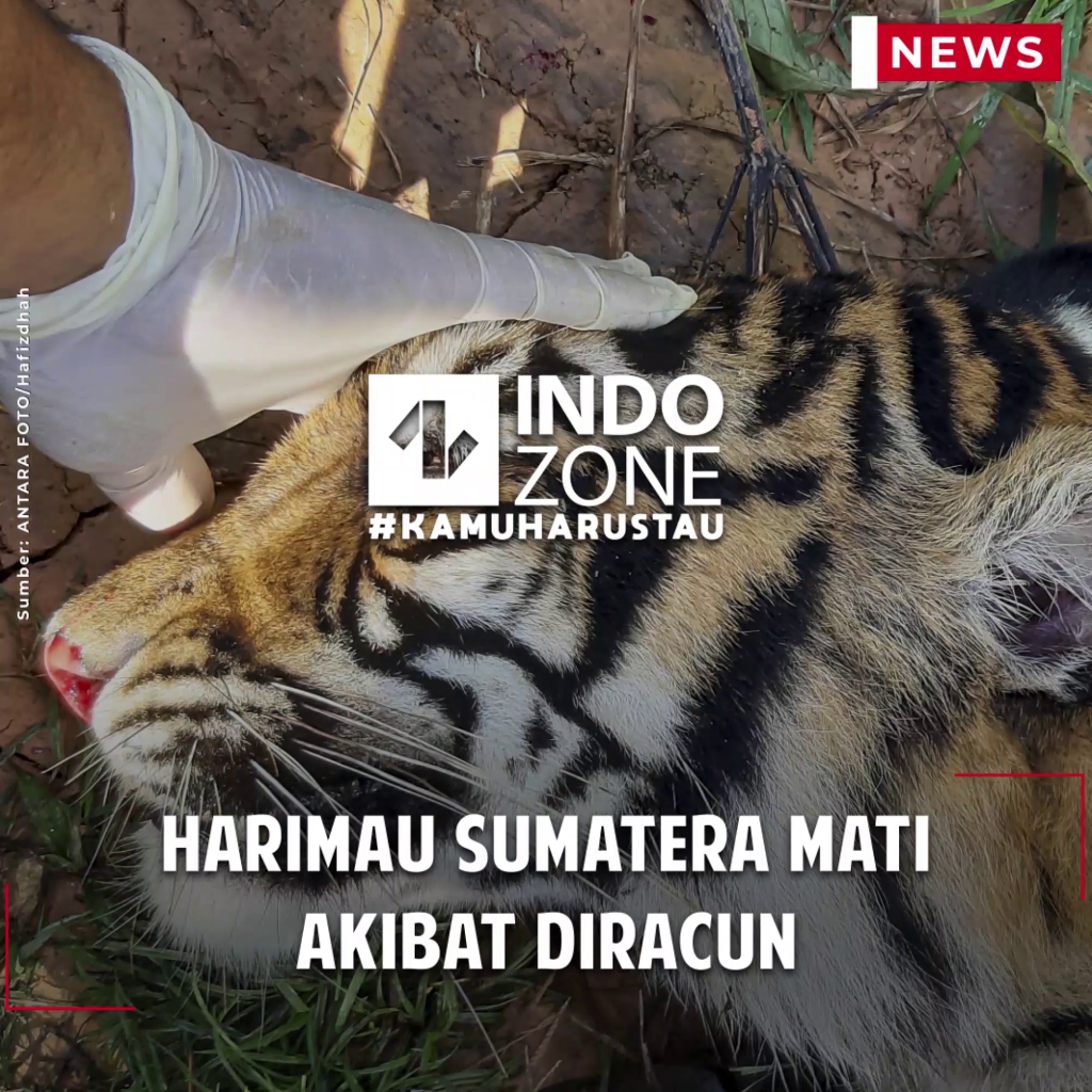 Harimau Sumatera Mati Akibat Diracun