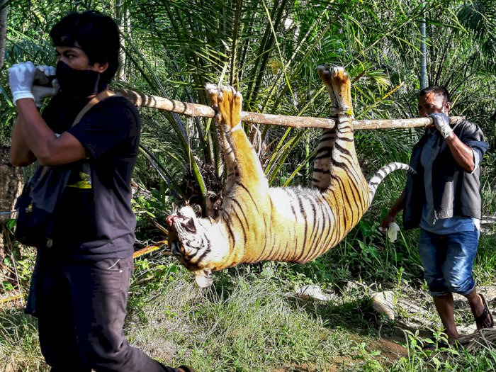 FOTO: Harimau Sumatera Mati Akibat Diracun