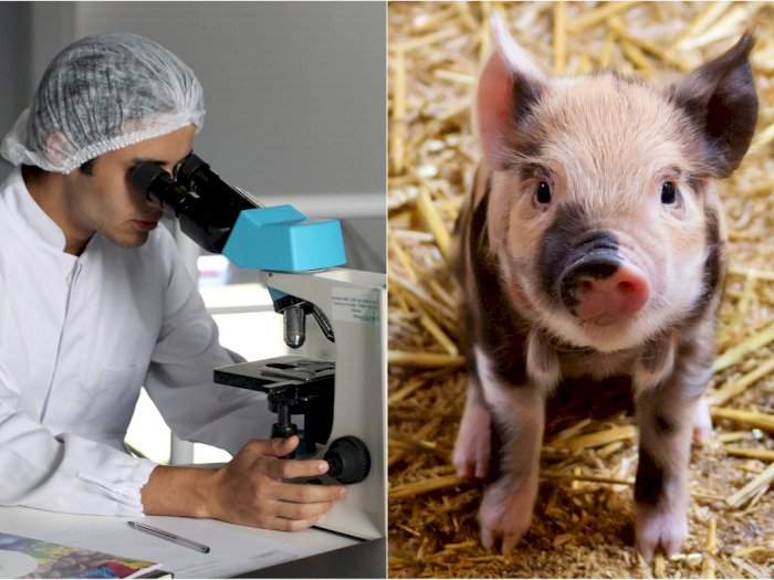 Corona Belum Usai, Ilmuwan Temukan Virus Baru yang Dibawa Babi
