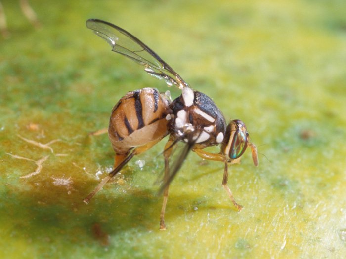 Siklus Hidup Lalat Buah, Hama Perusak Buah dan Sayur