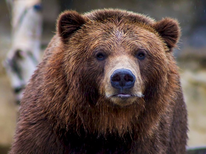 Serang Manusia, Seekor Beruang Cokelat di Italia Divonis Hukuman Mati