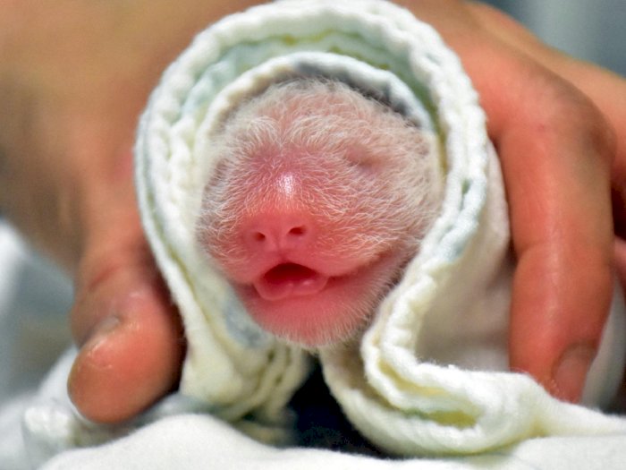 FOTO: Bayi Panda Raksasa Lahir di Kebun Binatang Taipei